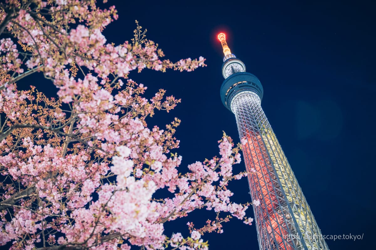 Tokyo Sky Tree and Kawazu cherry blossoms illuminated