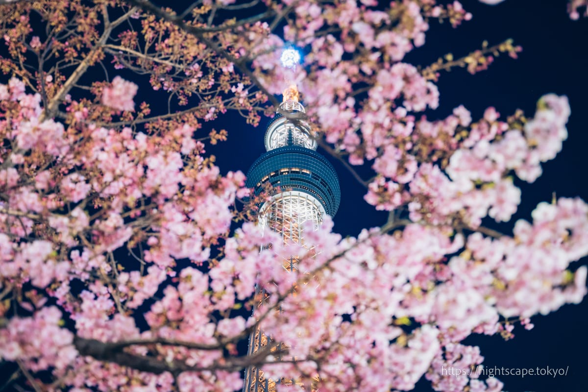 Tokyo Sky Tree and Kawazu cherry blossoms illuminated