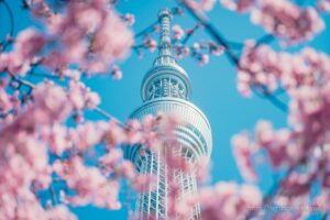 Tokyo Sky Tree and Kawazu Cherry Blossoms