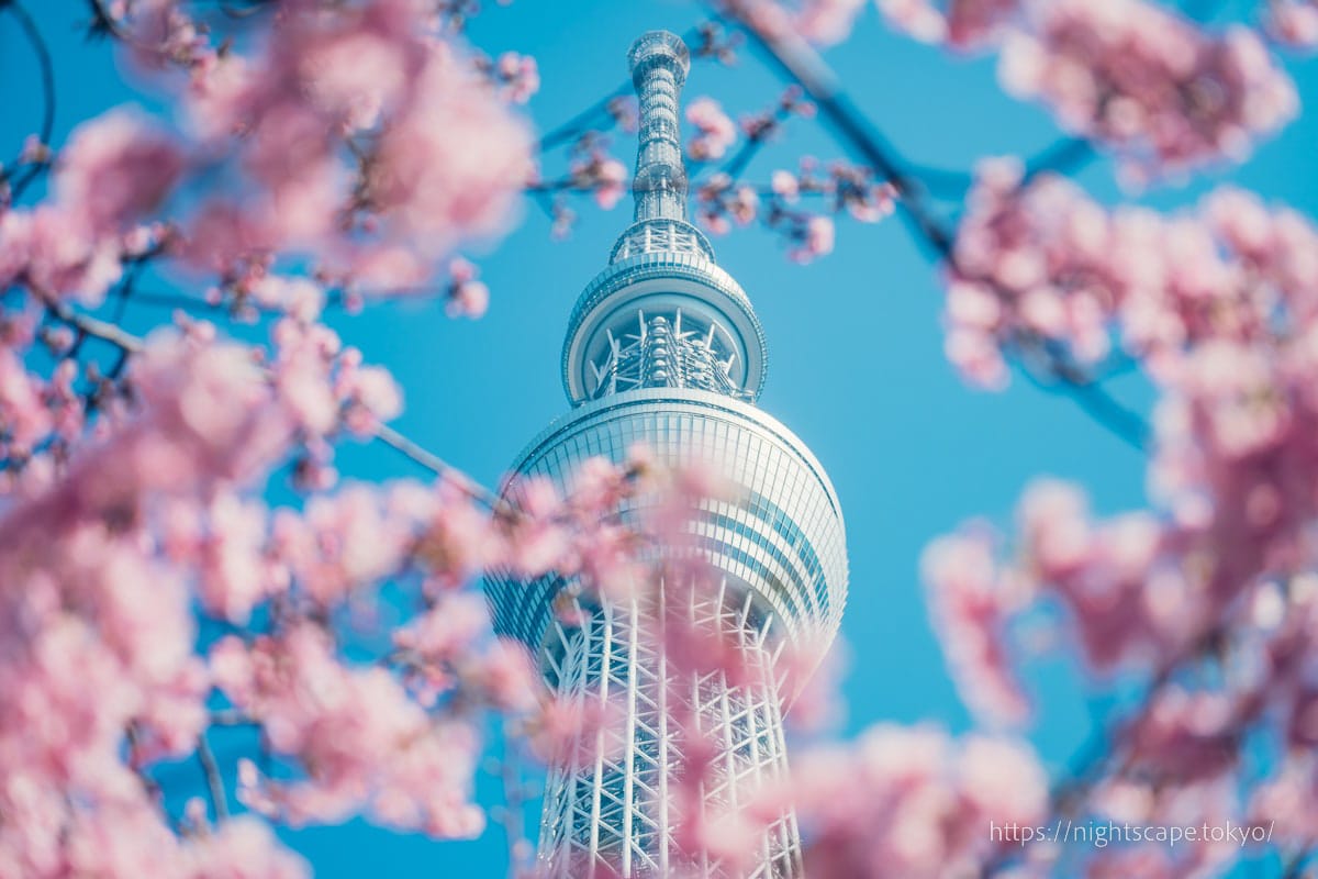 Tokyo Sky Tree and Kawazu Cherry Blossoms