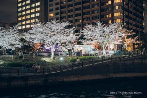 Ward Gotanda Fureai Waterside Square with cherry blossoms in bloom.