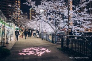 Nighttime cherry blossom lighting up at the ward's Gotanda Fureai Waterside Square.