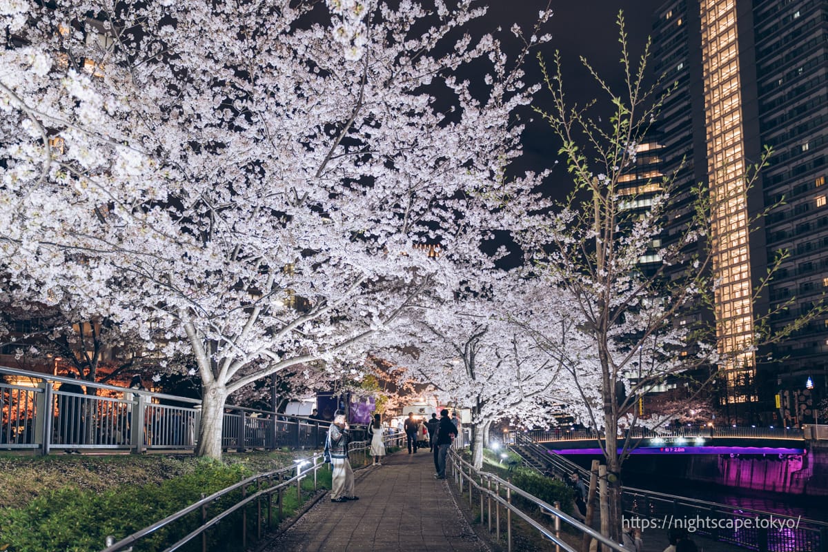 Nighttime cherry blossom lighting up at the ward's Gotanda Fureai Waterside Square.