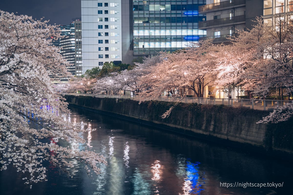 Cherry blossoms in bloom along the Meguro River.