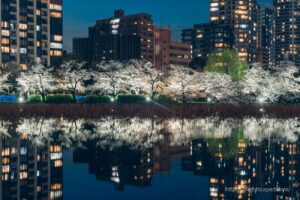 Illuminated nighttime cherry blossoms
