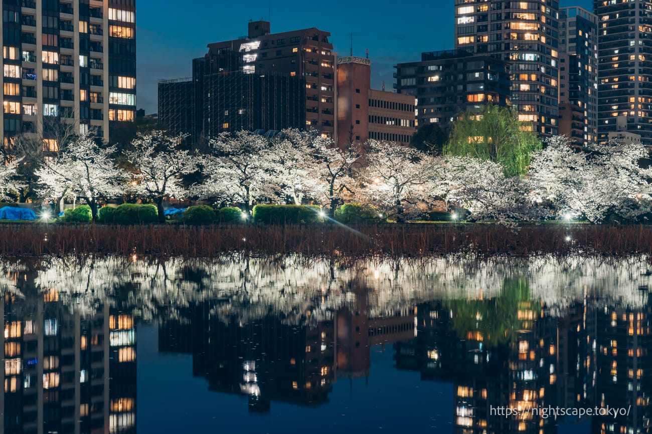 Illuminated nighttime cherry blossoms