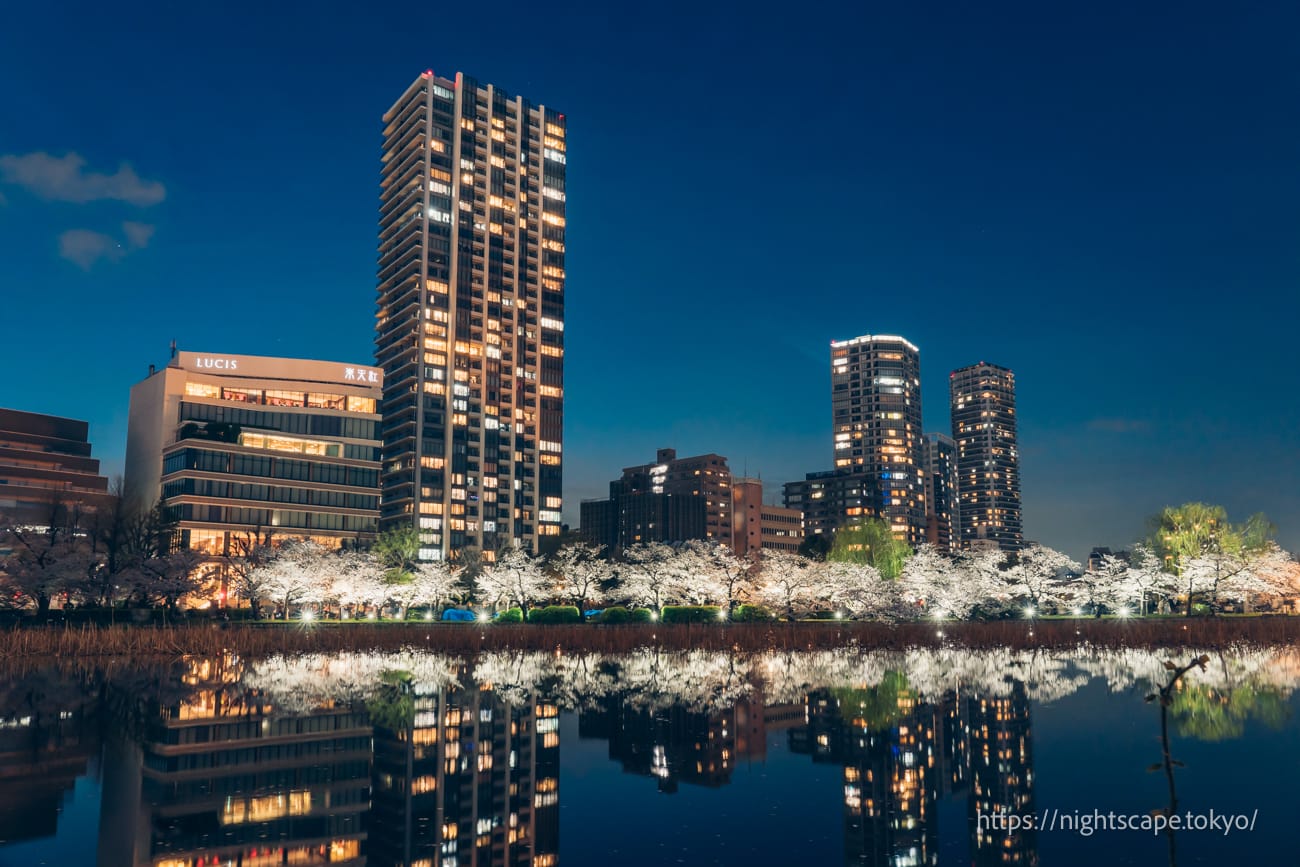 Nighttime cherry blossoms viewed from Shinobazuno Pond