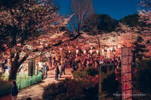 Cherry blossoms at night in Ueno Park