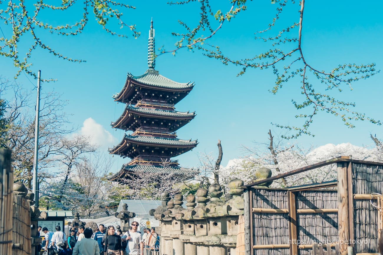 Five-story pagoda and cherry blossoms