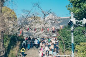 Tourists enjoying cherry blossoms