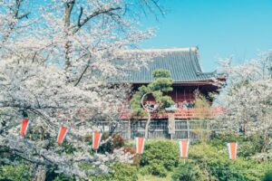 Kiyomizu Kannondo and cherry blossoms