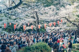 Tourists enjoying cherry blossoms