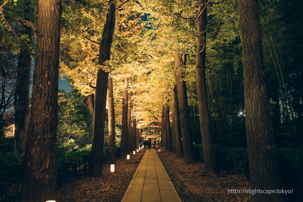 오타쿠로 공원 은행나무 가로수길