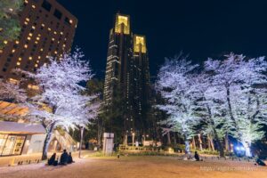 라이트업되는 도쿄도청과 밤의 벚꽃
