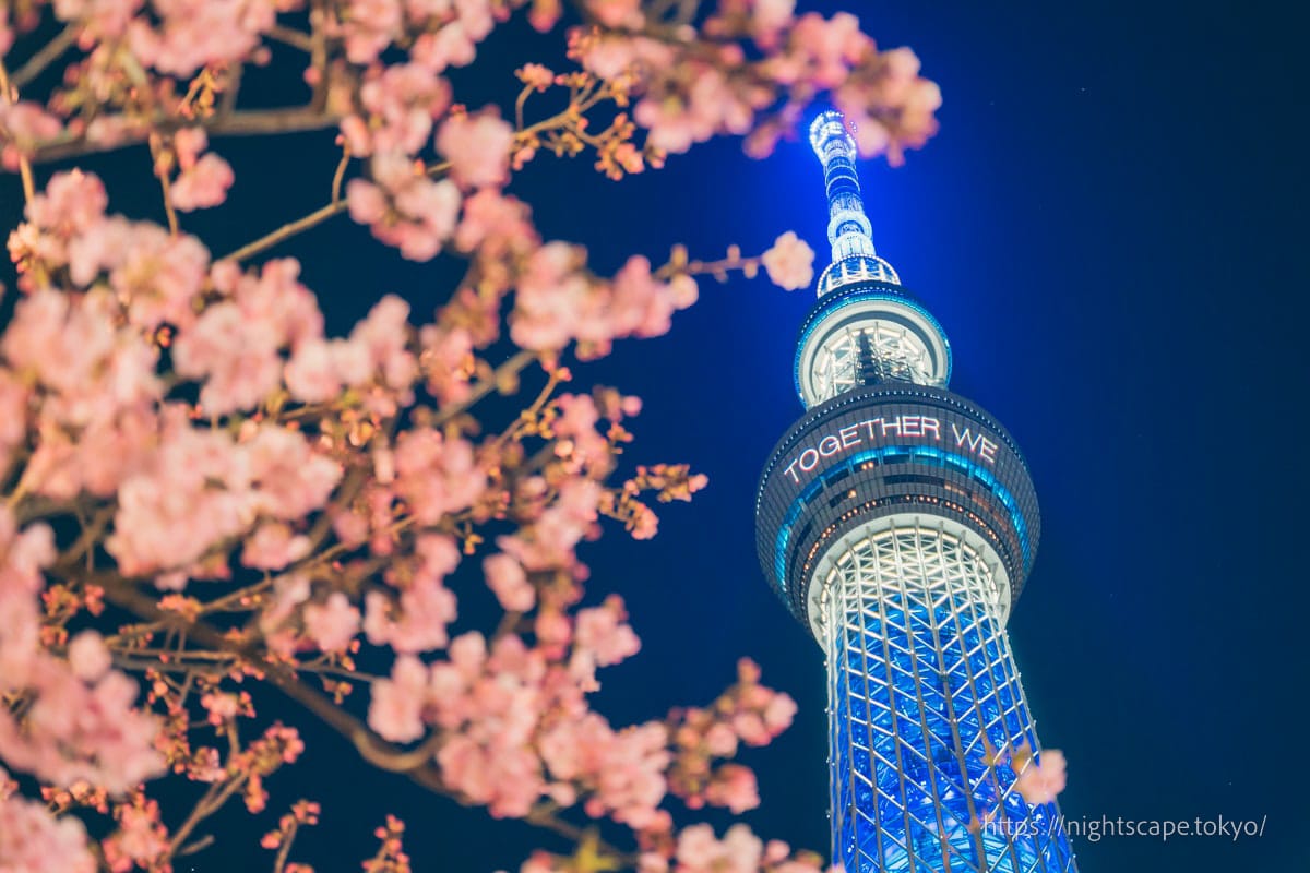 東京晴空塔和河津櫻花被燈光照亮