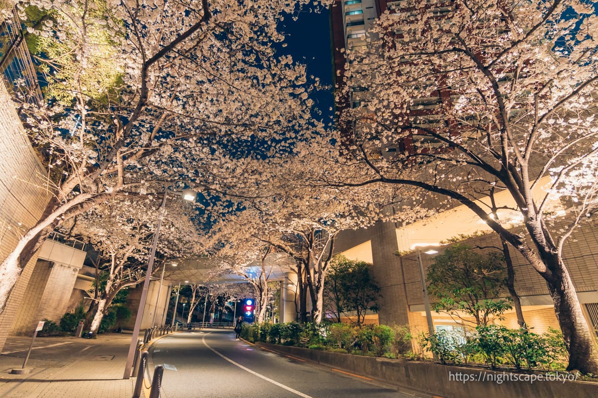 六本木櫻坂的櫻花在夜晚的燈光下綻放