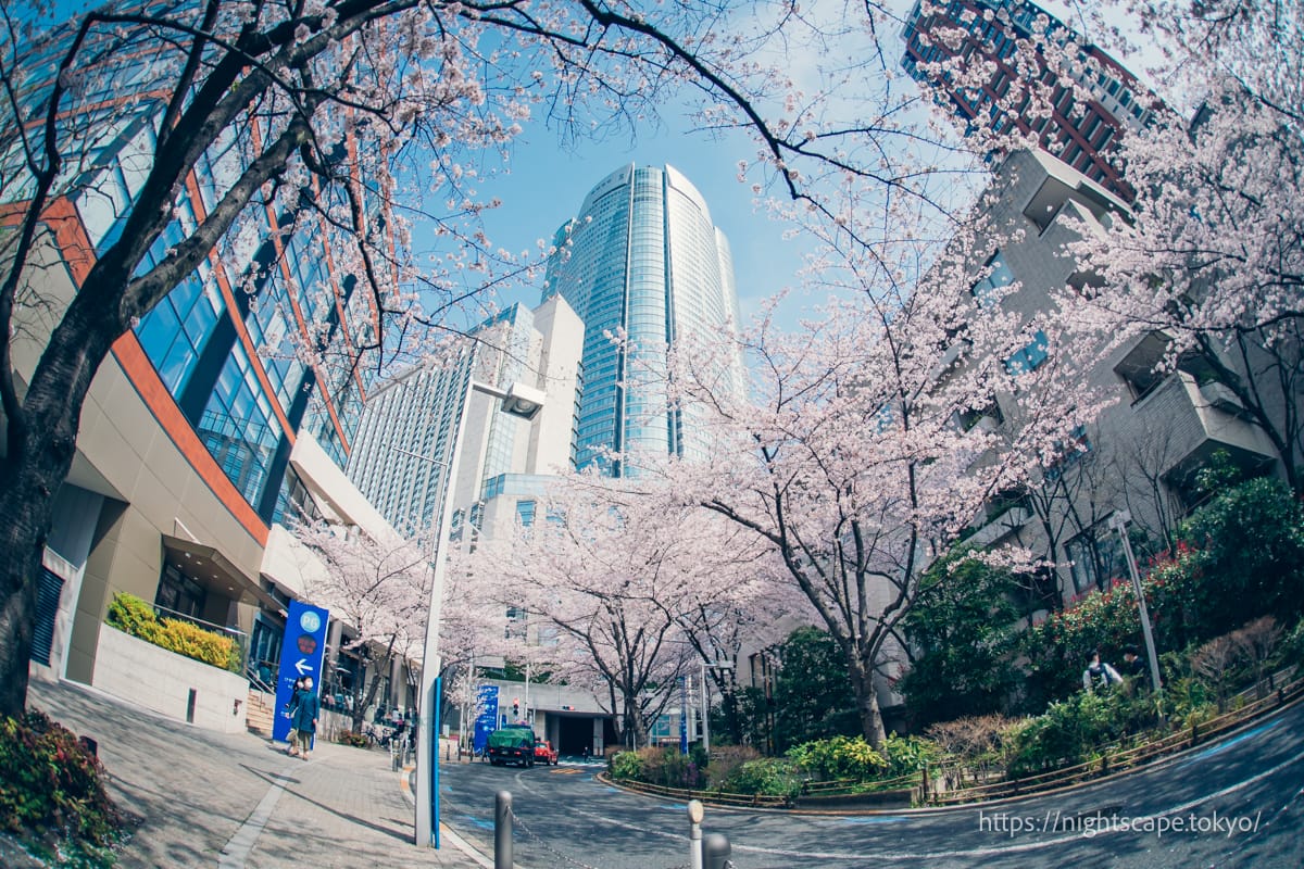 六本木大樓和櫻花