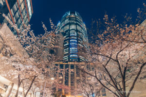 六本木大樓與夜晚的櫻花