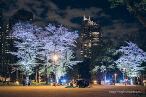 人們在新宿中央公園賞櫻花