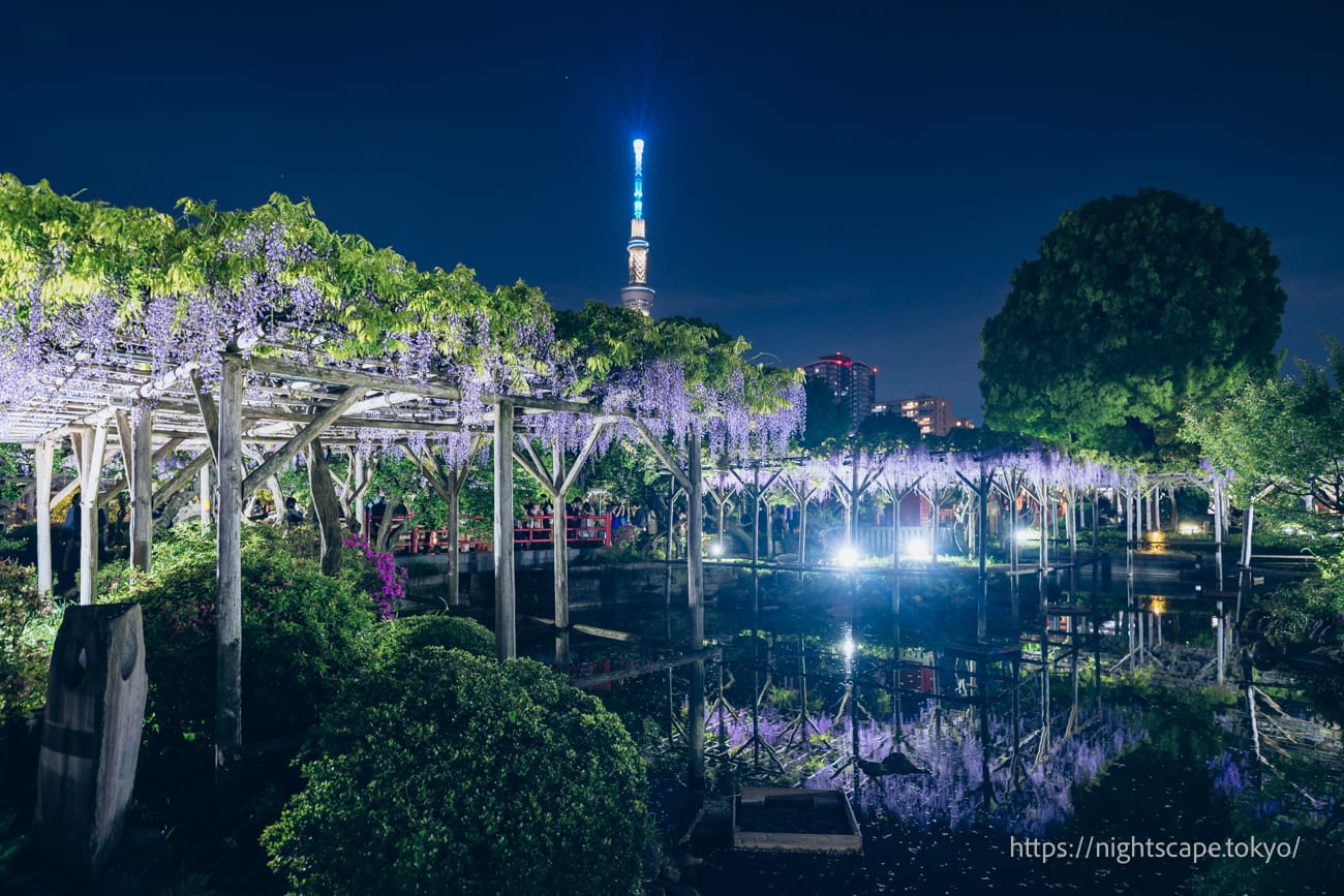 滿開的紫藤和東京晴空塔