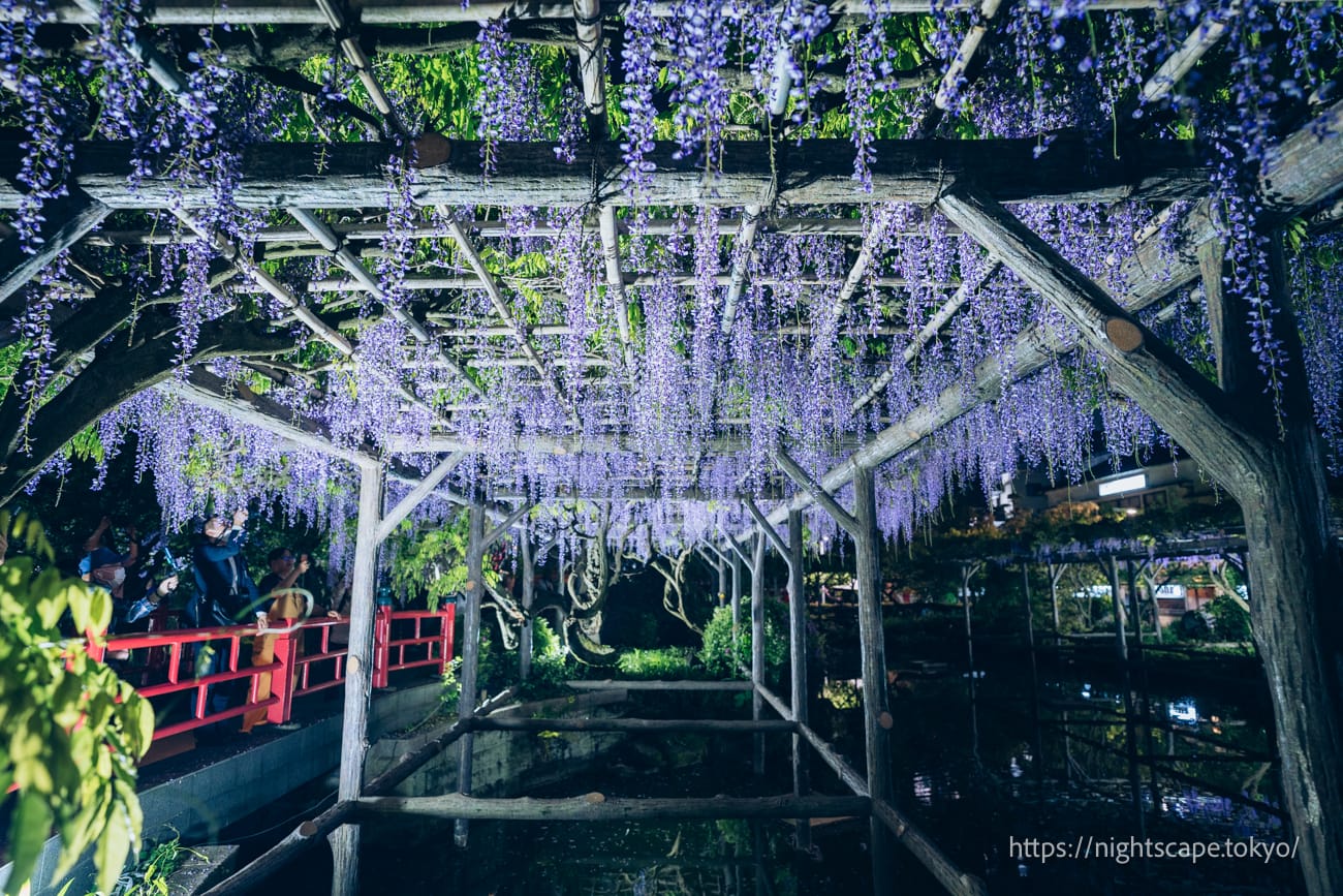 燈光點亮的紫藤棚