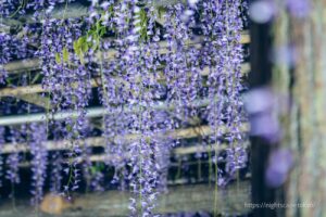 燈光點亮的龜戶天神社的紫藤棚