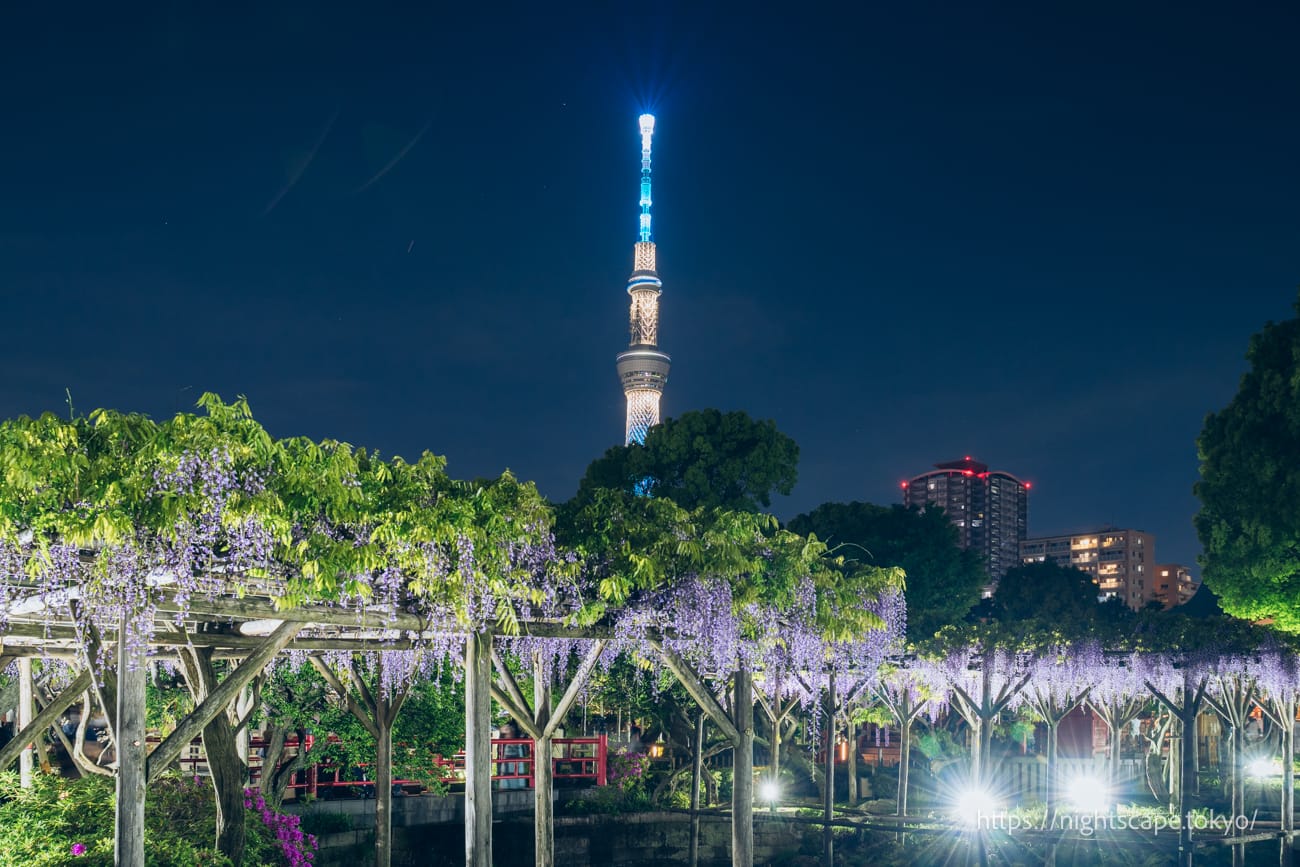 滿開的紫藤和東京晴空塔