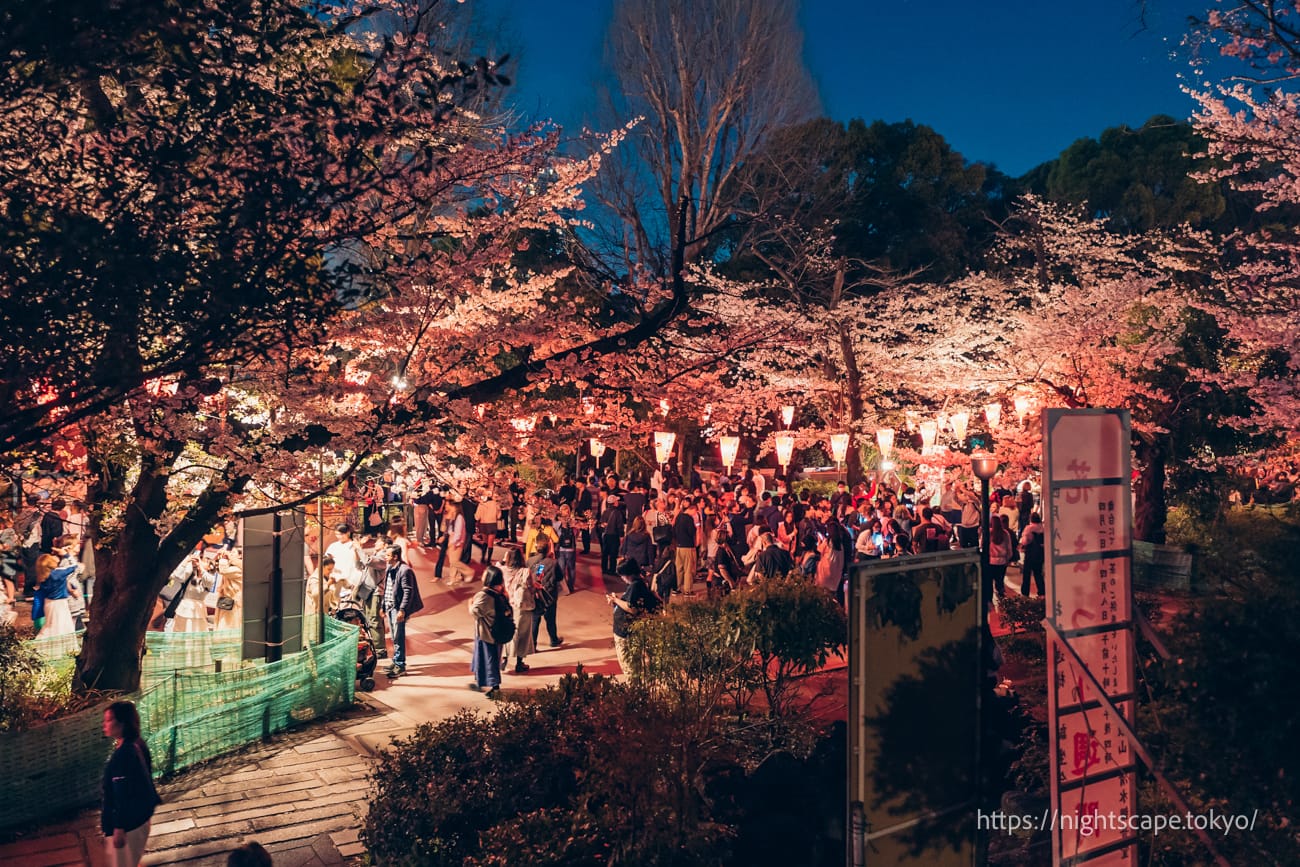 上野公園的夜晚櫻花