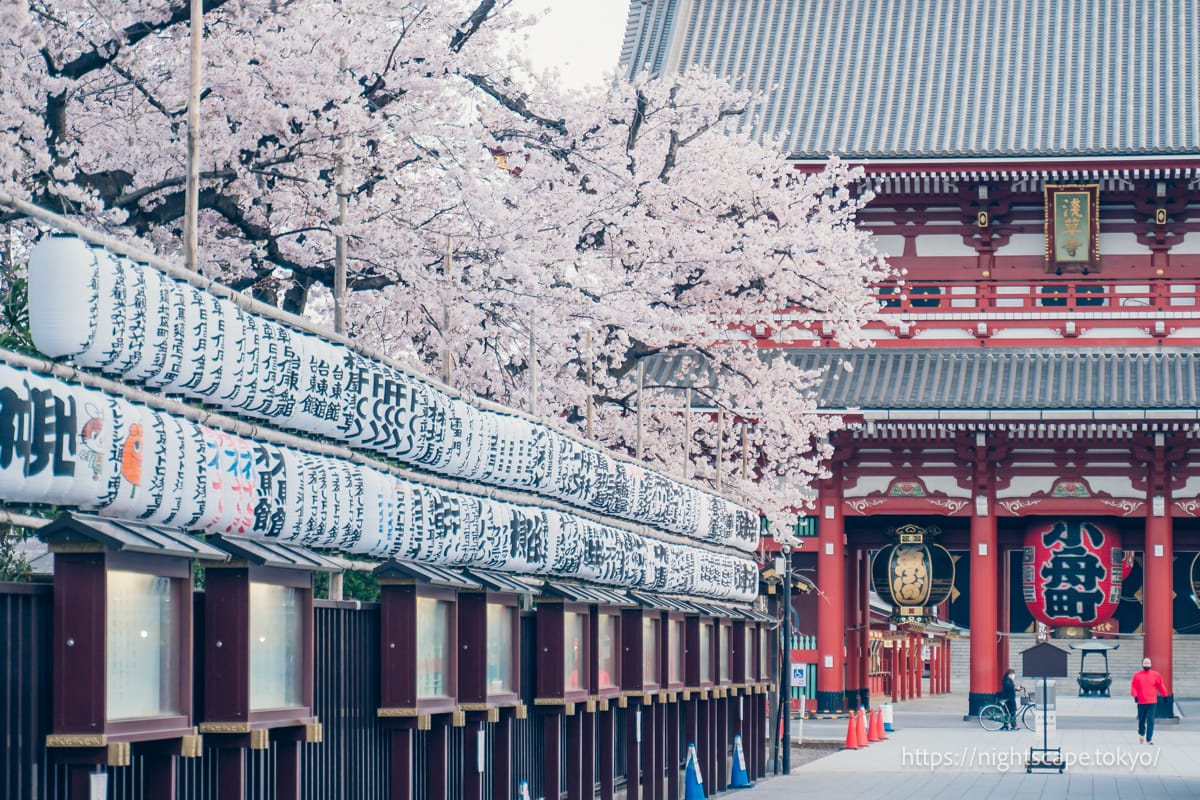 Hozomon Gate and cherry blossoms in full bloom