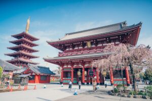 Sensoji Temple and cherry blossoms in full bloom