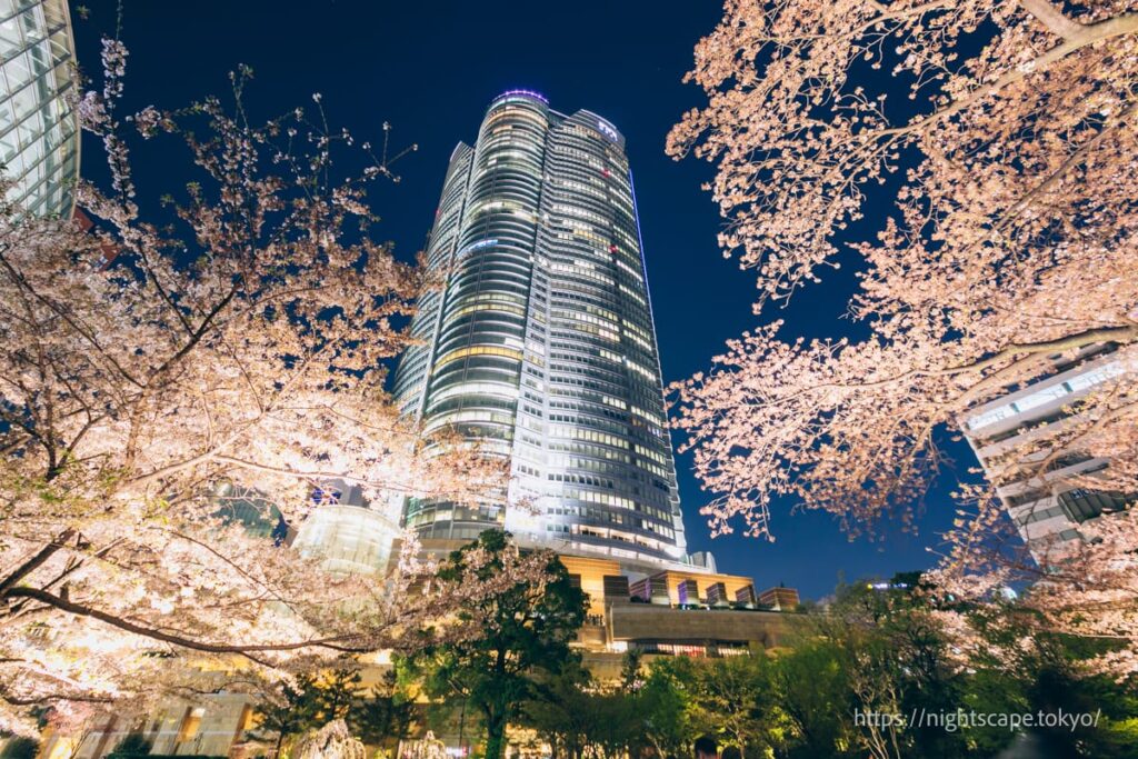 毛利庭園から眺める夜桜と森タワー