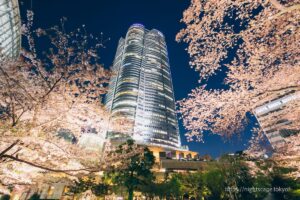 Nighttime cherry blossoms and Mori Tower viewed from Mori Garden