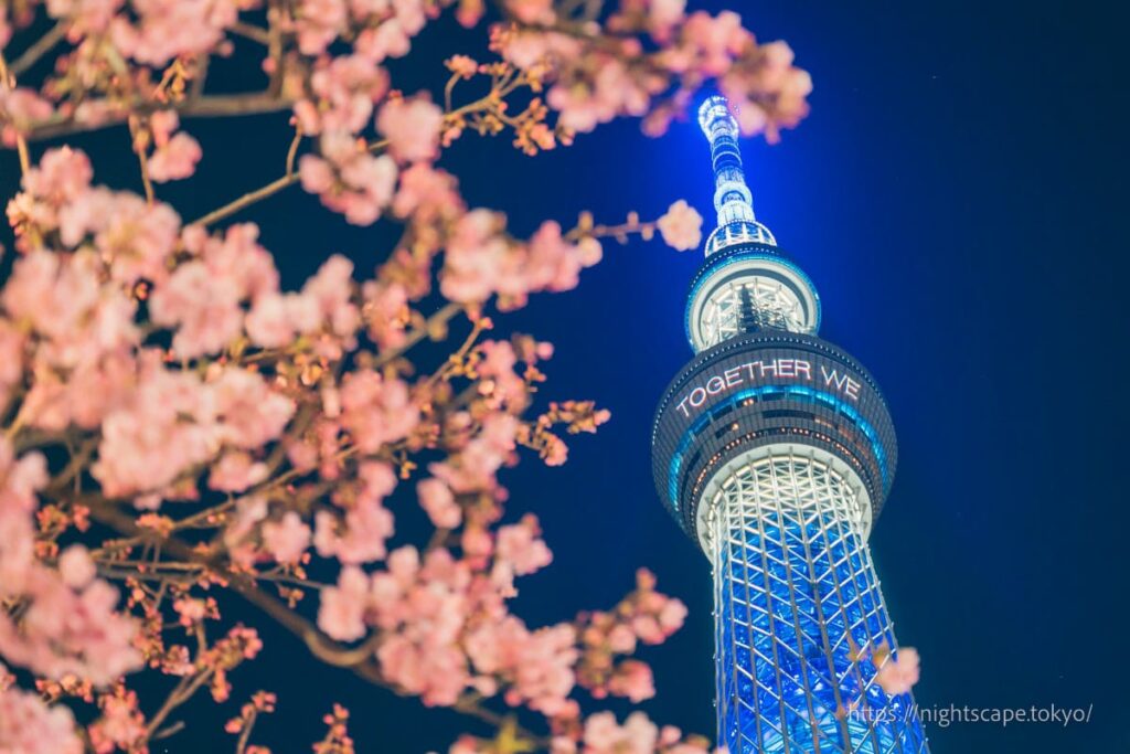 ライトアップされる東京スカイツリーと河津桜