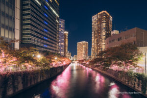 How the trees on both sides of the Meguro River are lit up in pink.