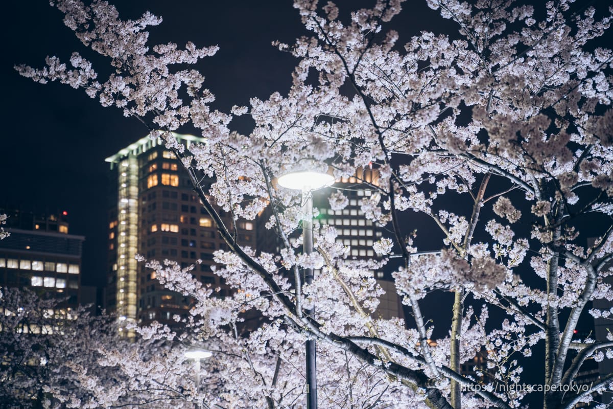 区立五反田ふれあい水辺広場の夜桜