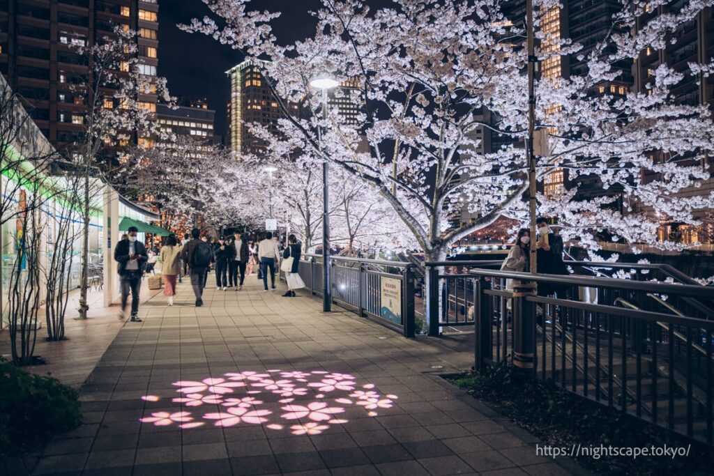 区立五反田ふれあい水辺広場の夜桜ライトアップ