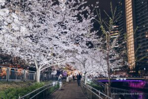 区立五反田ふれあい水辺広場の夜桜ライトアップ