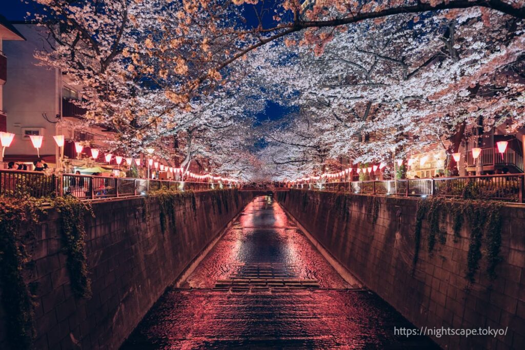 目黒川の両脇に美しく咲く桜