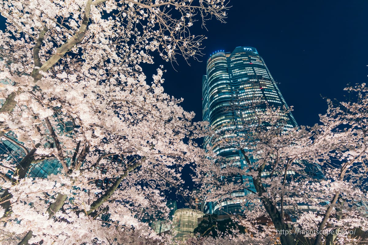 Nighttime cherry blossoms and Mori Tower viewed from Mori Garden