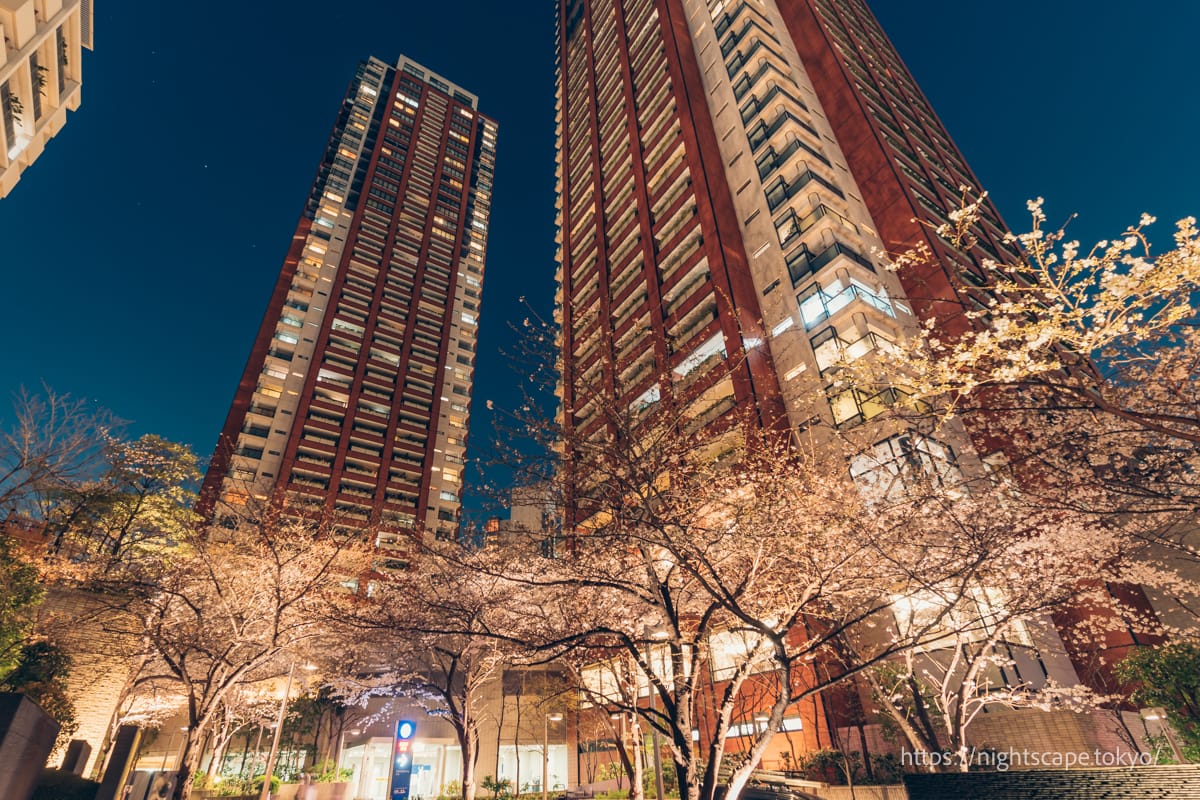 Roppongi Hills Residences and nighttime cherry blossoms