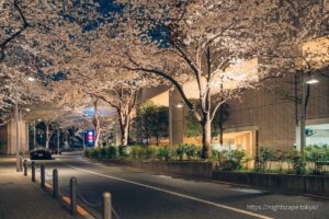 Cherry blossoms illuminated at night on Sakura-zaka, Roppongi