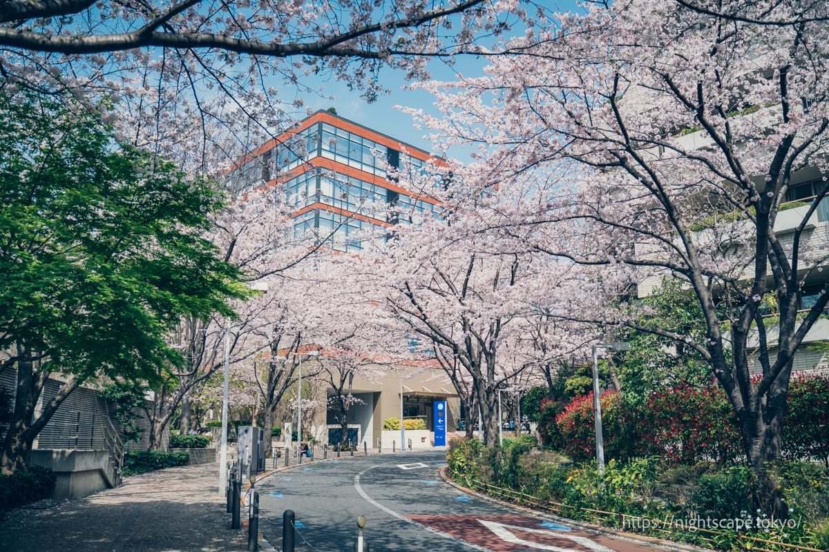 Roppongi Hills Keyakizaka Terrace and Cherry Blossoms