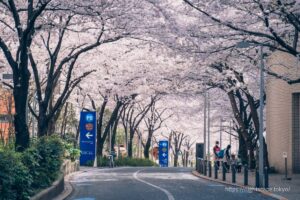 Cherry blossom tunnel on Roppongi Sakura-dori