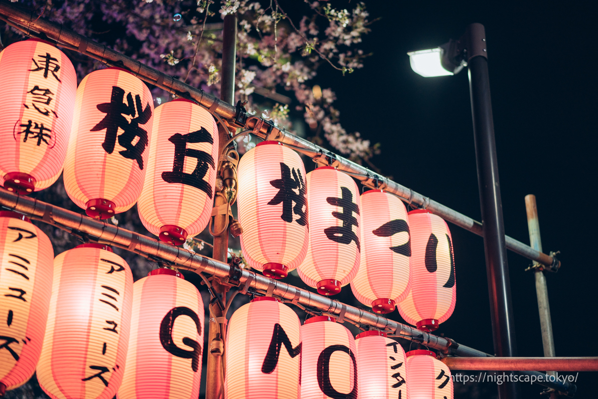 Cherry Blossom Festival Lanterns