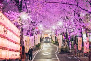 Light up the cherry blossoms at night on Sakura-Street
