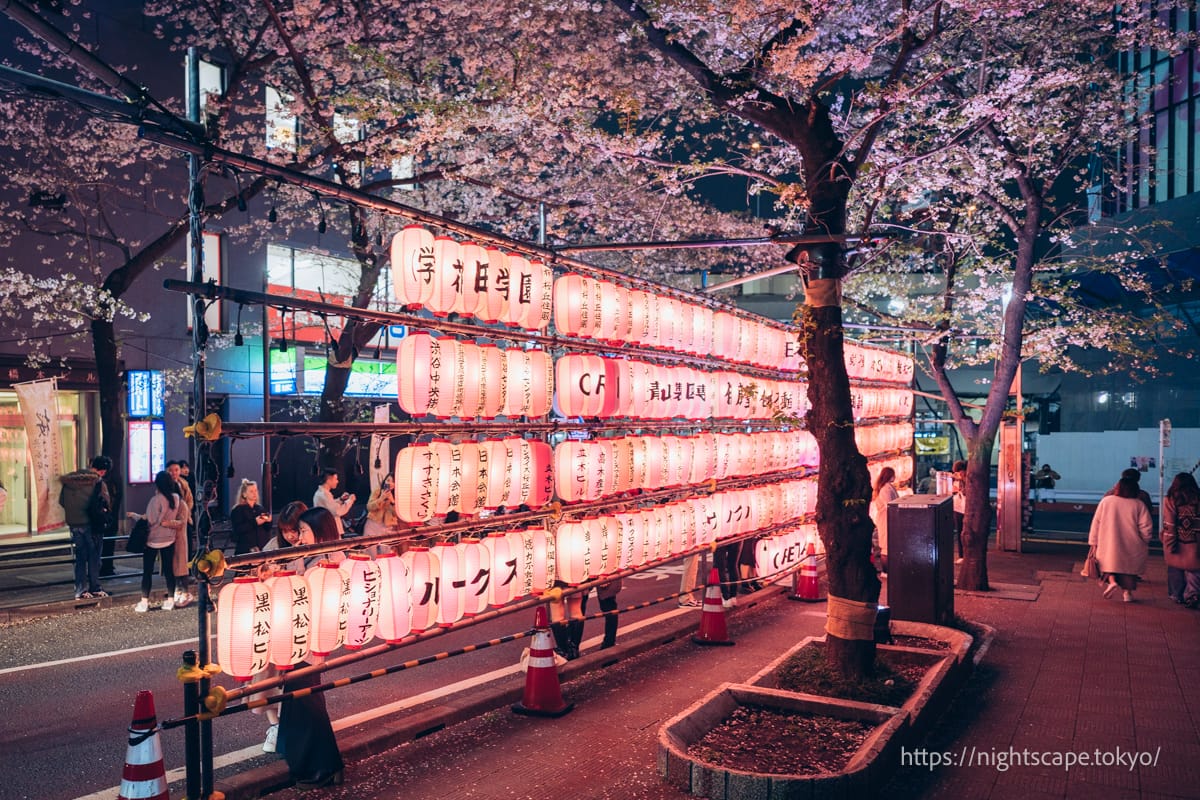Cherry Blossom Festival Lanterns