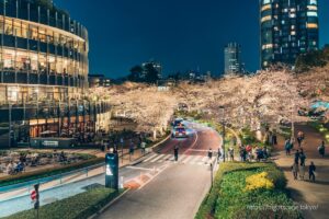 Tokyo Midtown and illuminated cherry blossoms at night