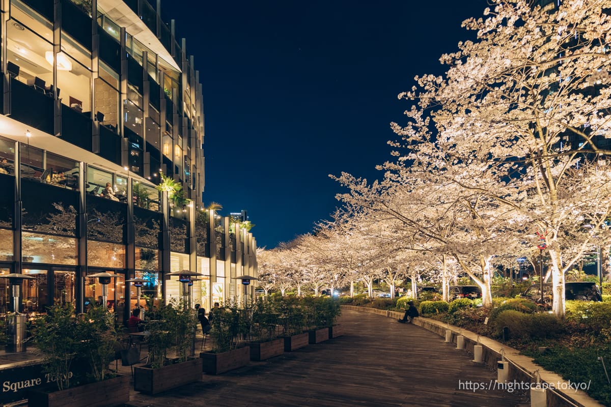 Tokyo Midtown and illuminated cherry blossoms at night