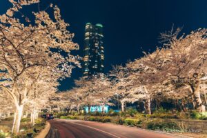 Sakura-street lit up