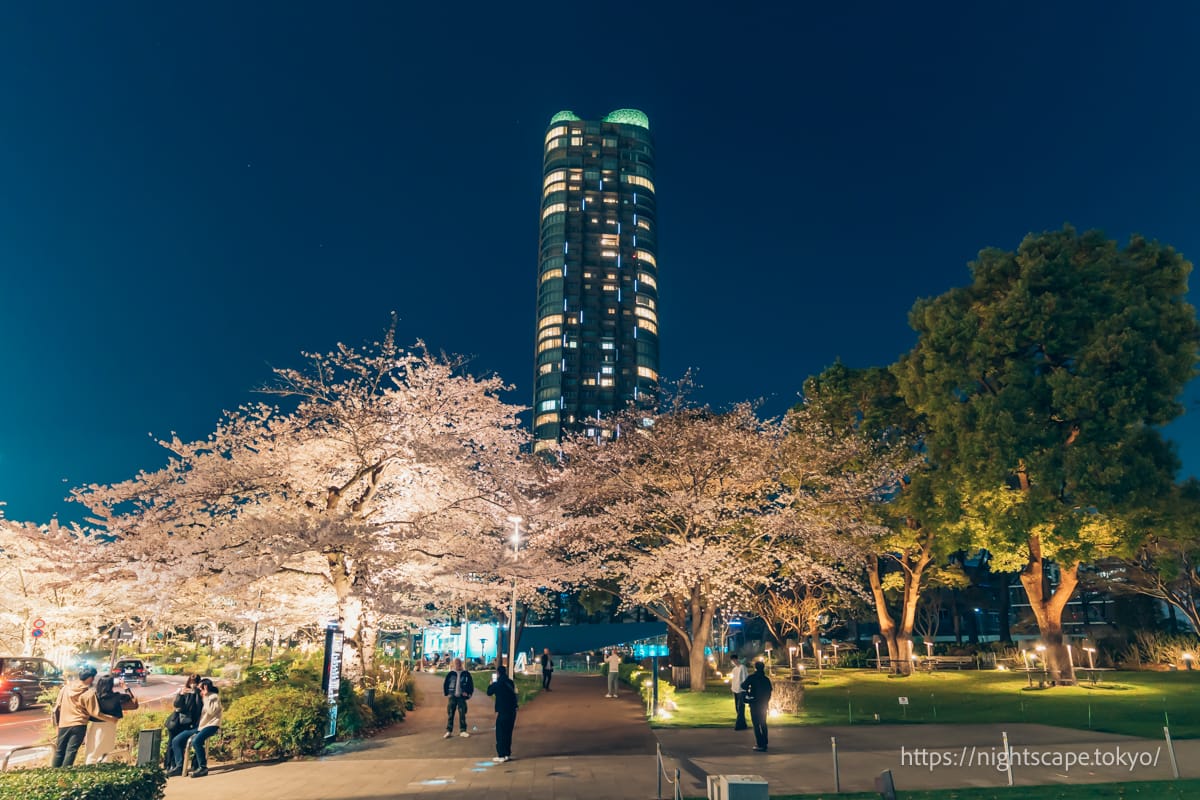 Cherry blossoms and skyscrapers at night
